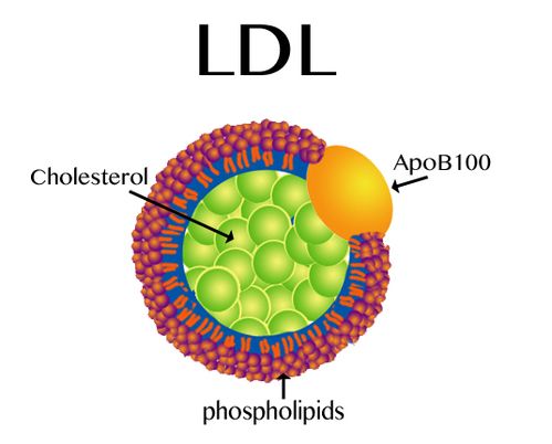 Molecule de colesterol LDL