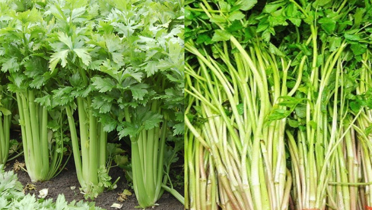 celery pentru slabit pareri