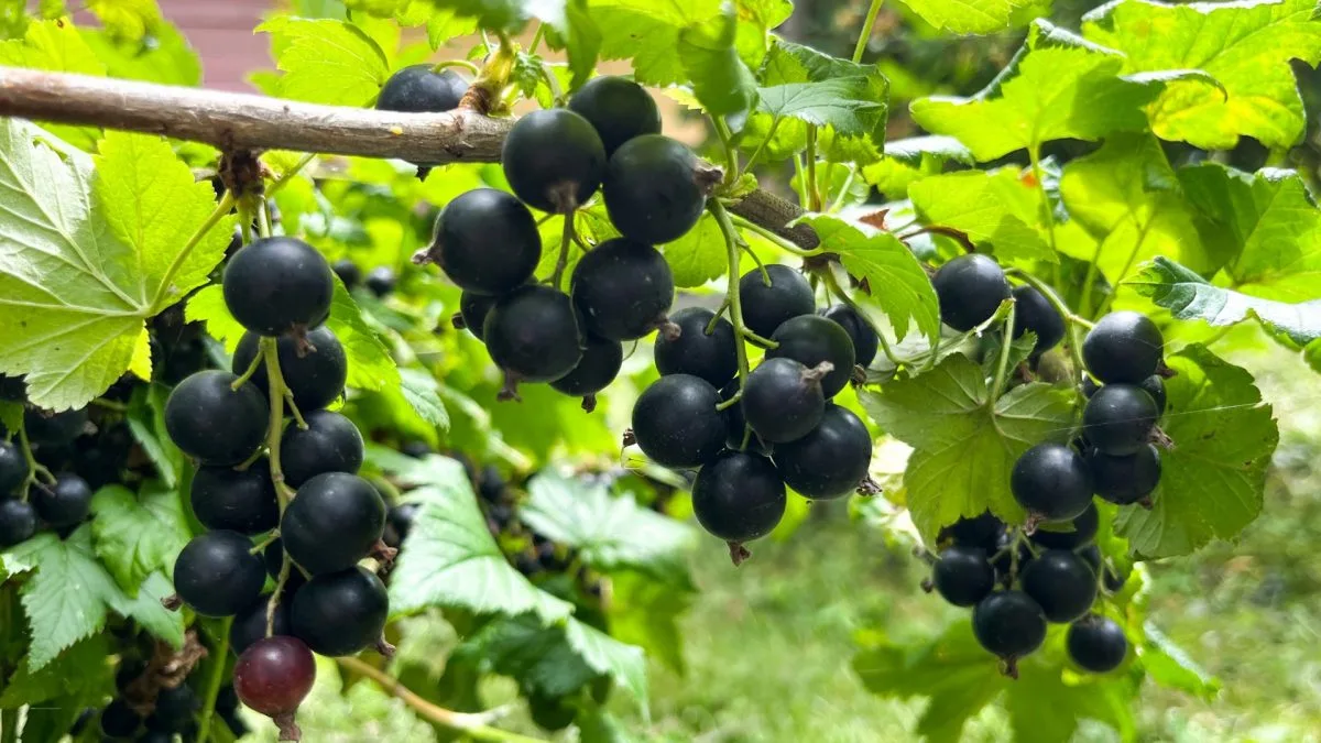 Coacăzul negru (Ribes nigrum)