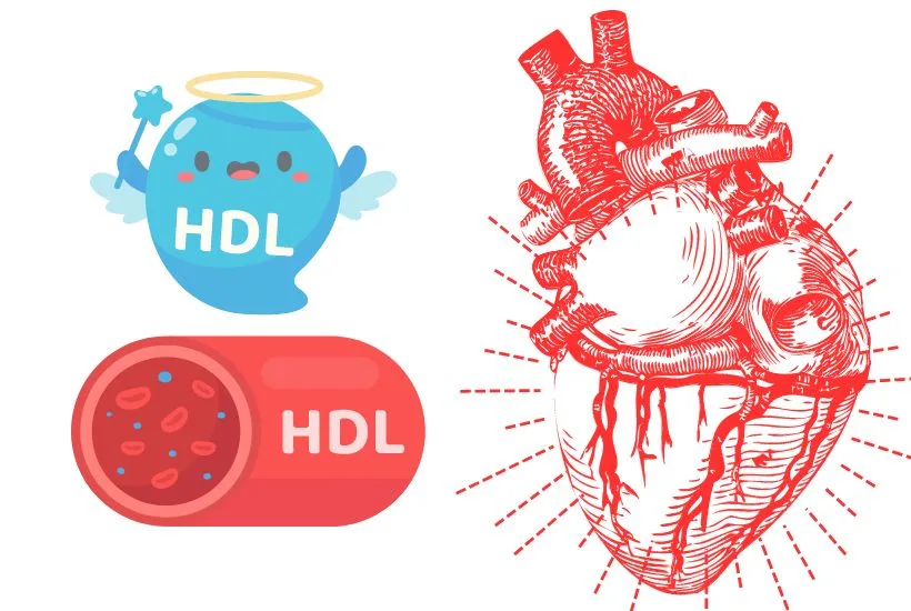 Ilustrație a colesterolului LDL și HDL în fluxul sanguin