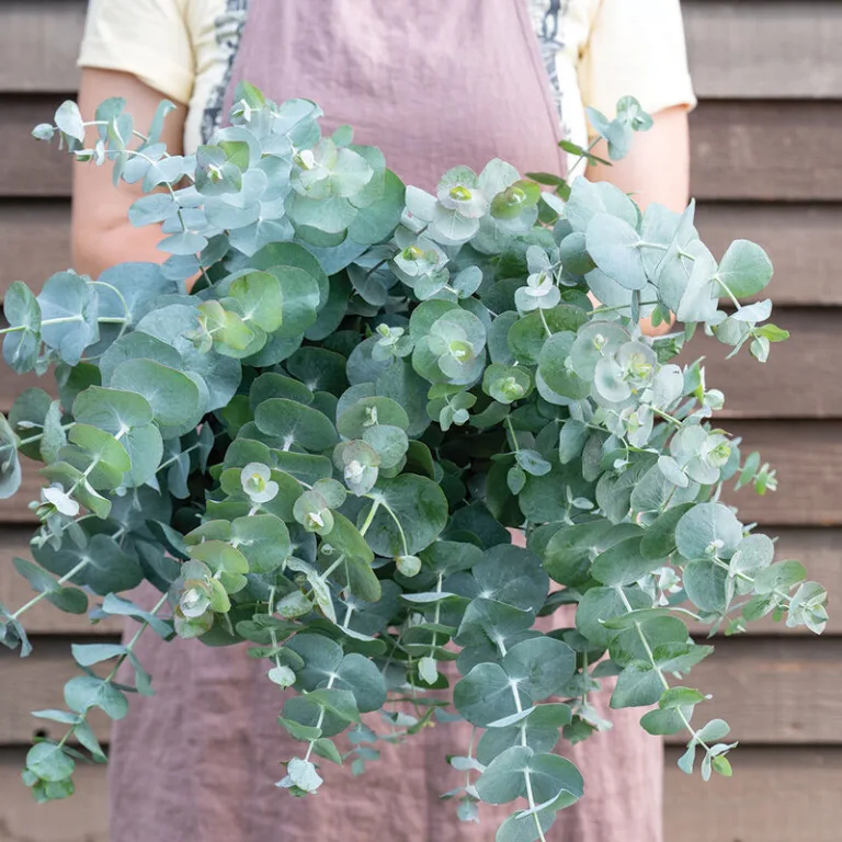 Gum Tree: Nature’s Healing Giant