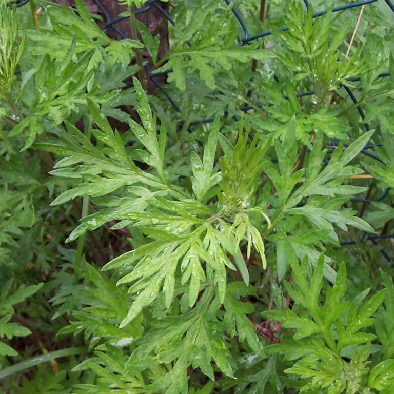 Mugwort: The Herb of Healing and Relaxation