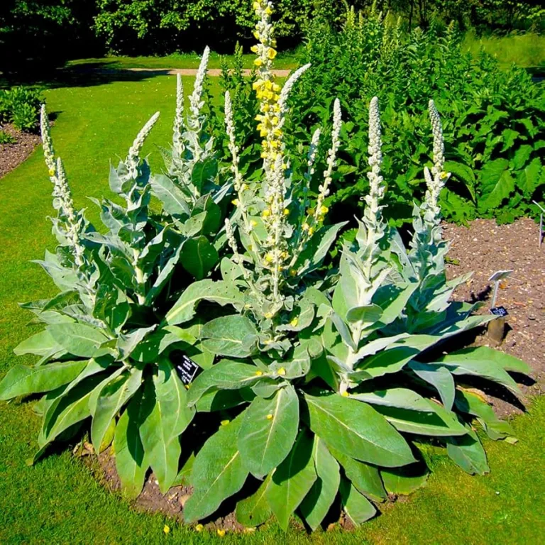 Mullein: The Soothing Herb for Lungs, Throat, and Healing