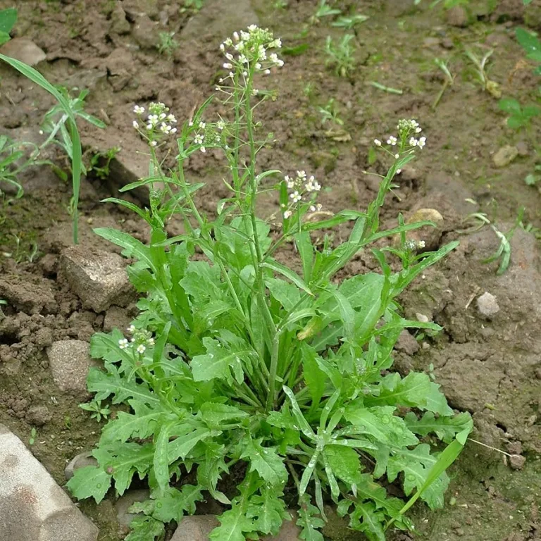 Shepherd’s Purse: Nature’s Remedy for Bleeding and Inflammation