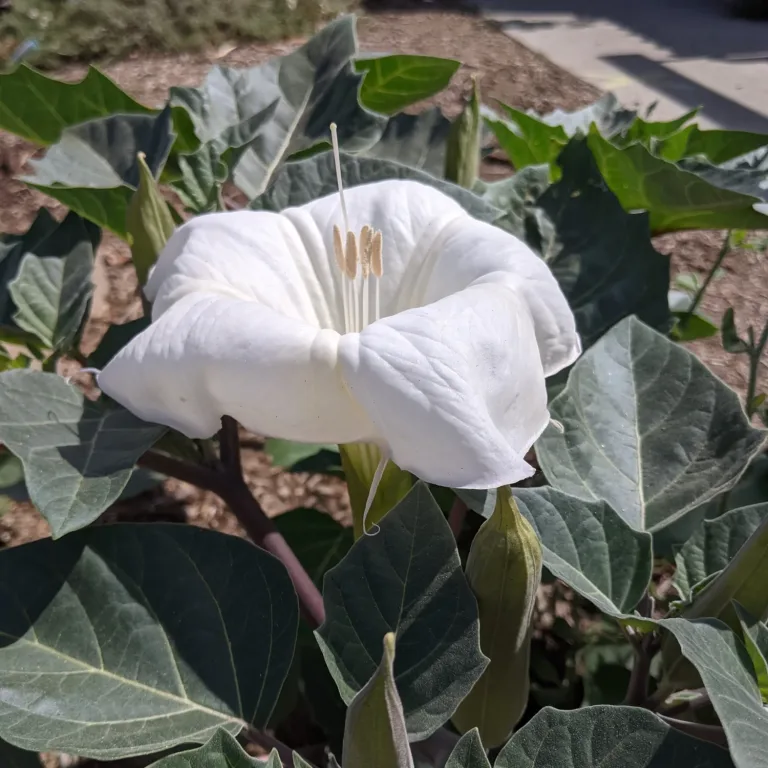 Jimsonweed (Datura stramonium): The Mysterious Plant with Powerful Effects