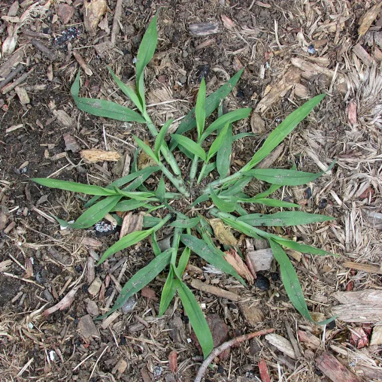 Goosegrass: The Everyday Herb for Detox and Healing