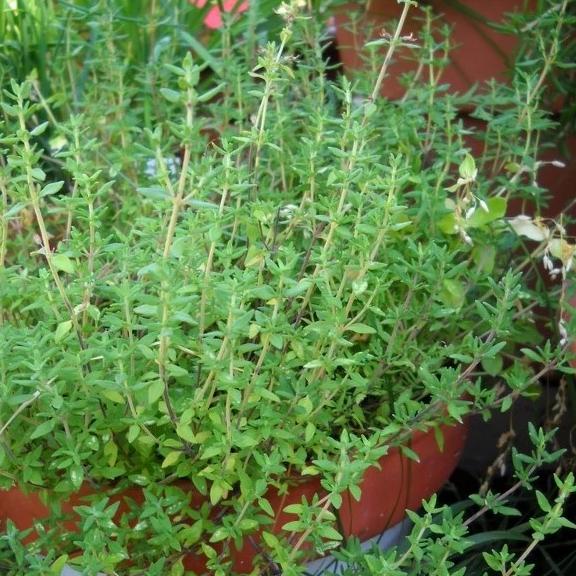 Thyme: The Tiny Herb with Mighty Healing Powers