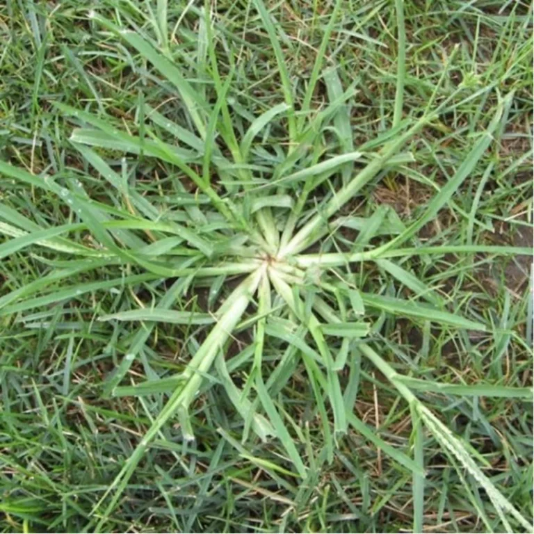 Goosegrass: The Miracle Weed You Didn’t Know You Needed