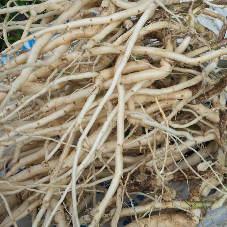 Licorice Root: The Sweet Remedy for Health and Wellness