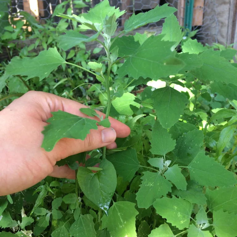 Lamb’s Quarters: The Wild Green Superfood You Need in Your Kitchen