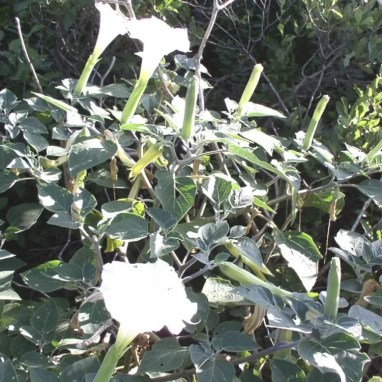 Jimsonweed: A Powerful Herb with Cautionary Benefits