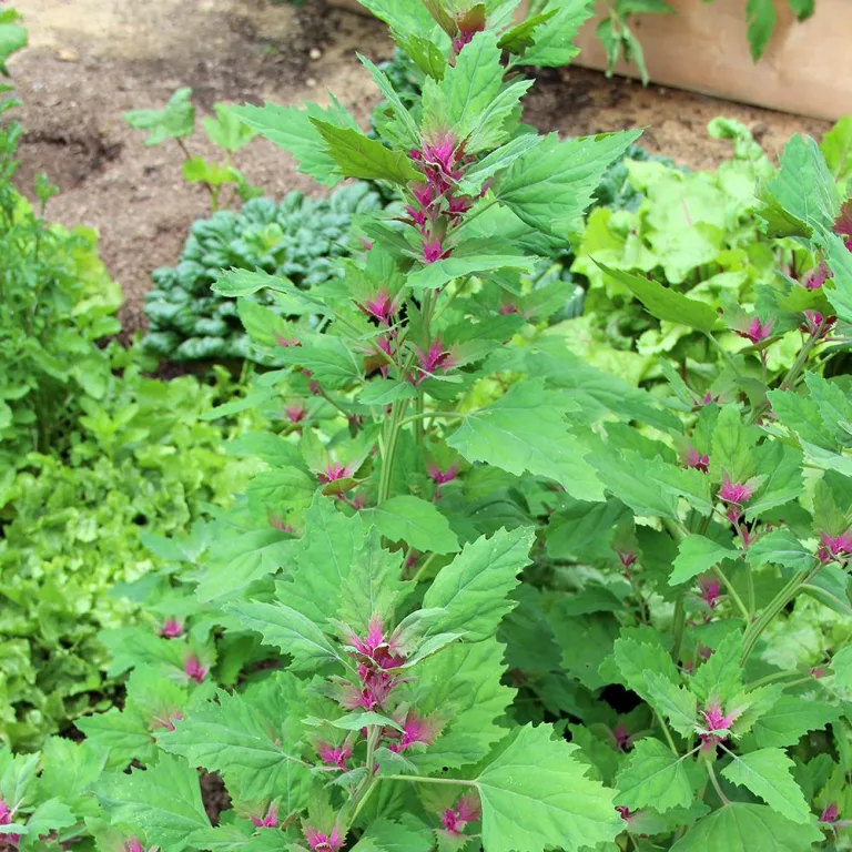 Lamb’s Quarters: A Nutrient-Packed Herb You Can Use Every Day