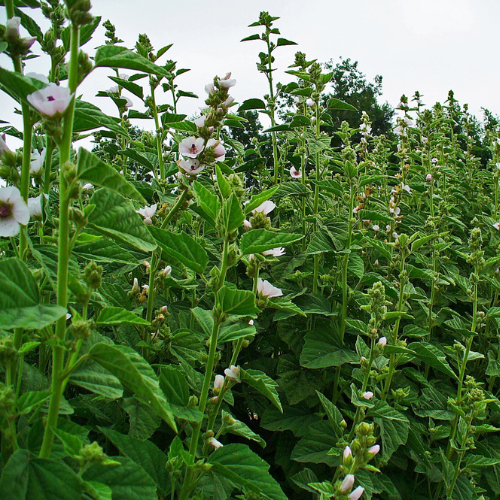 Marshmallow Root: Nature’s Soothing Healer