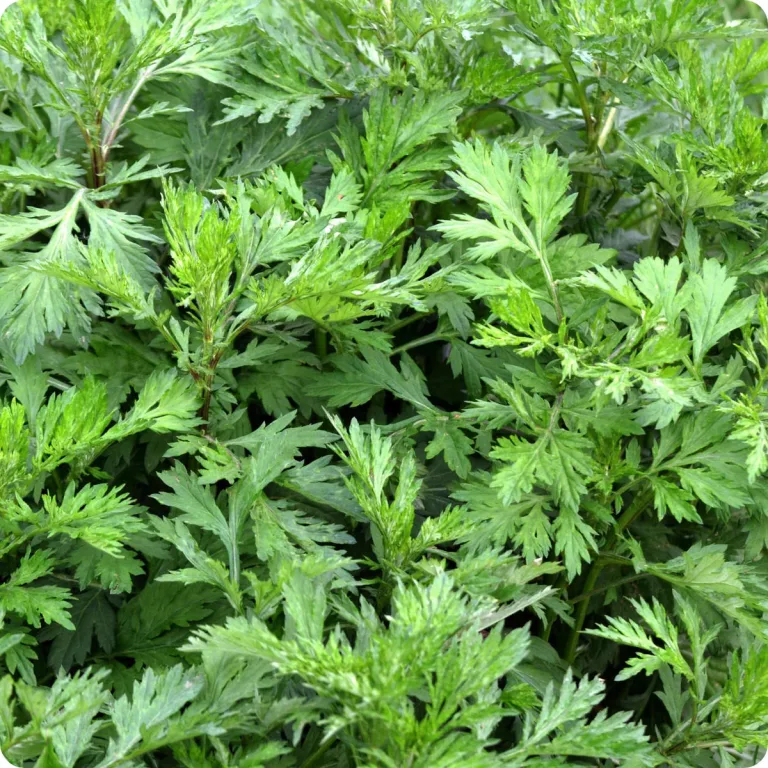 Mugwort: The Ancient Herb of Healing and Wellness