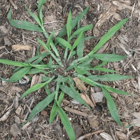 Goosegrass: A Natural Remedy for Detoxification and Inflammation