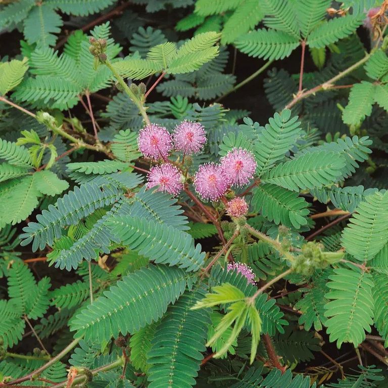 Sensitive Plant: The Magical Touch-Me-Not Herb with Healing Benefits