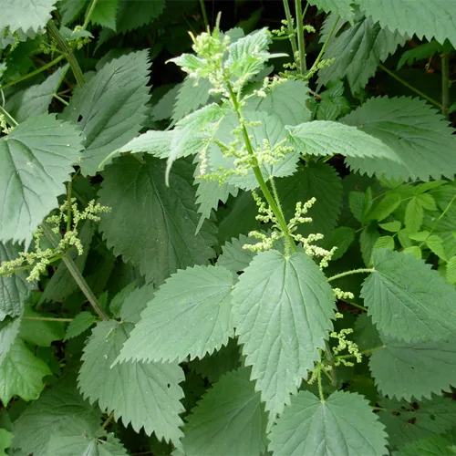 Nettle: A Natural Powerhouse for Health and Wellness