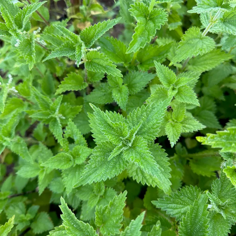 Nettle: The Miraculous Herb You Need in Your Life