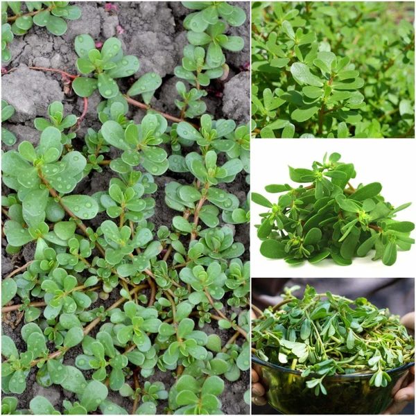 Purslane: The Superfood Herb You Can Use for Healing and Vitality