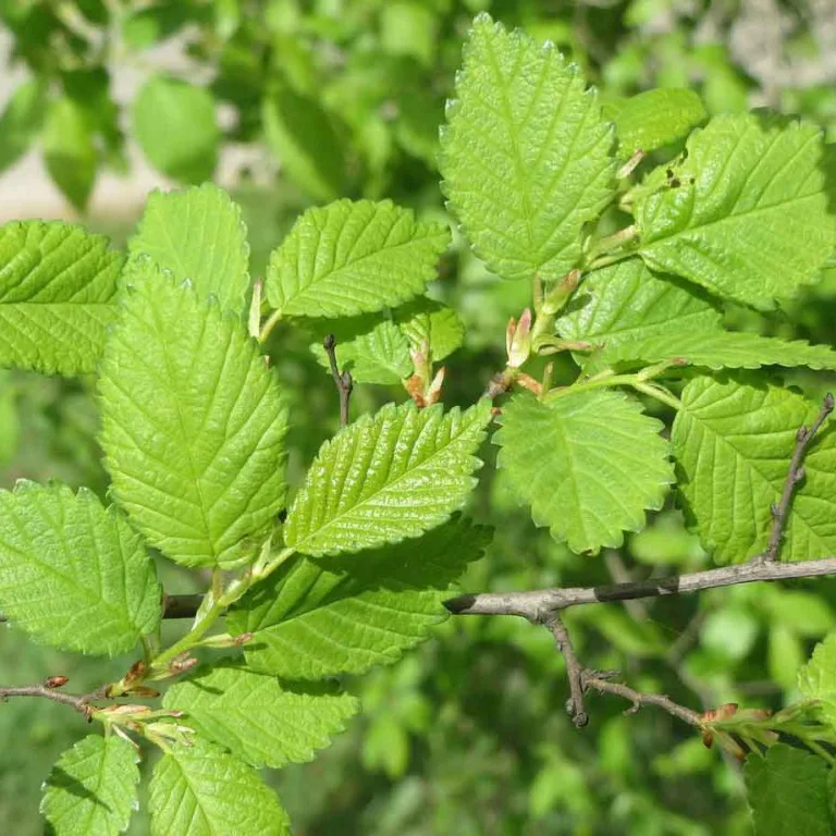 Slippery Elm: Nature’s Soothing and Healing Bark