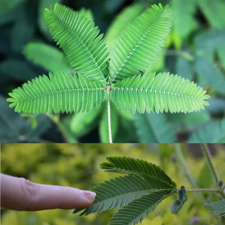 Sensitive Plant: Nature’s Touch-Healing Herb