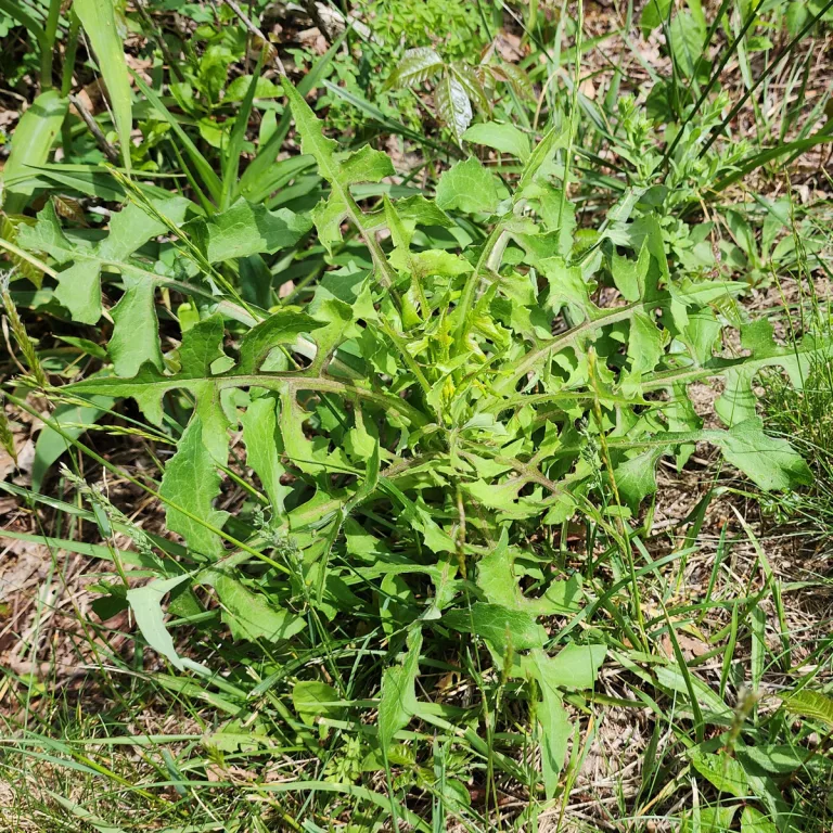 Wild Lettuce: A Natural Remedy for Pain and Relaxation